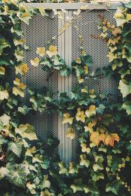 n396wdcz0m